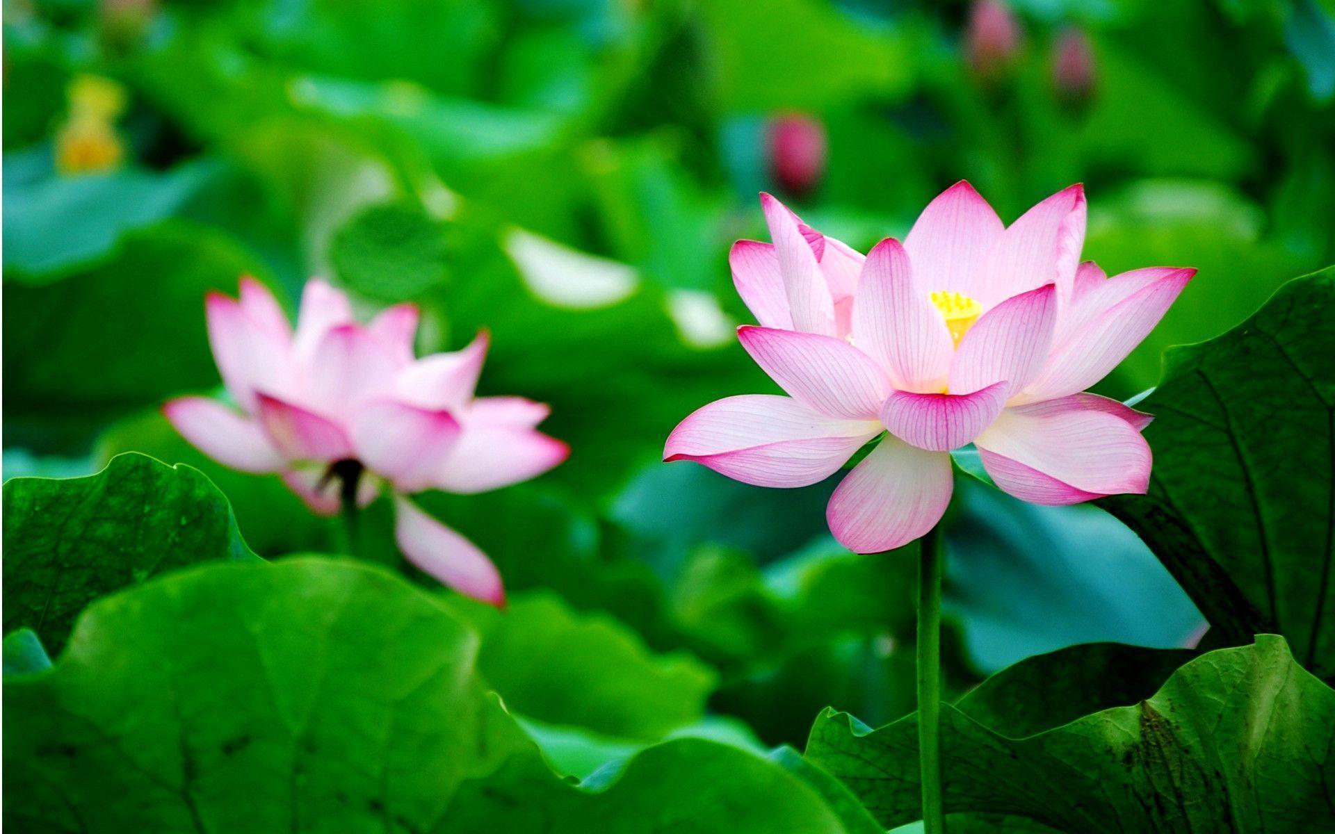 Lotus lotus flower wallpaper for desktop