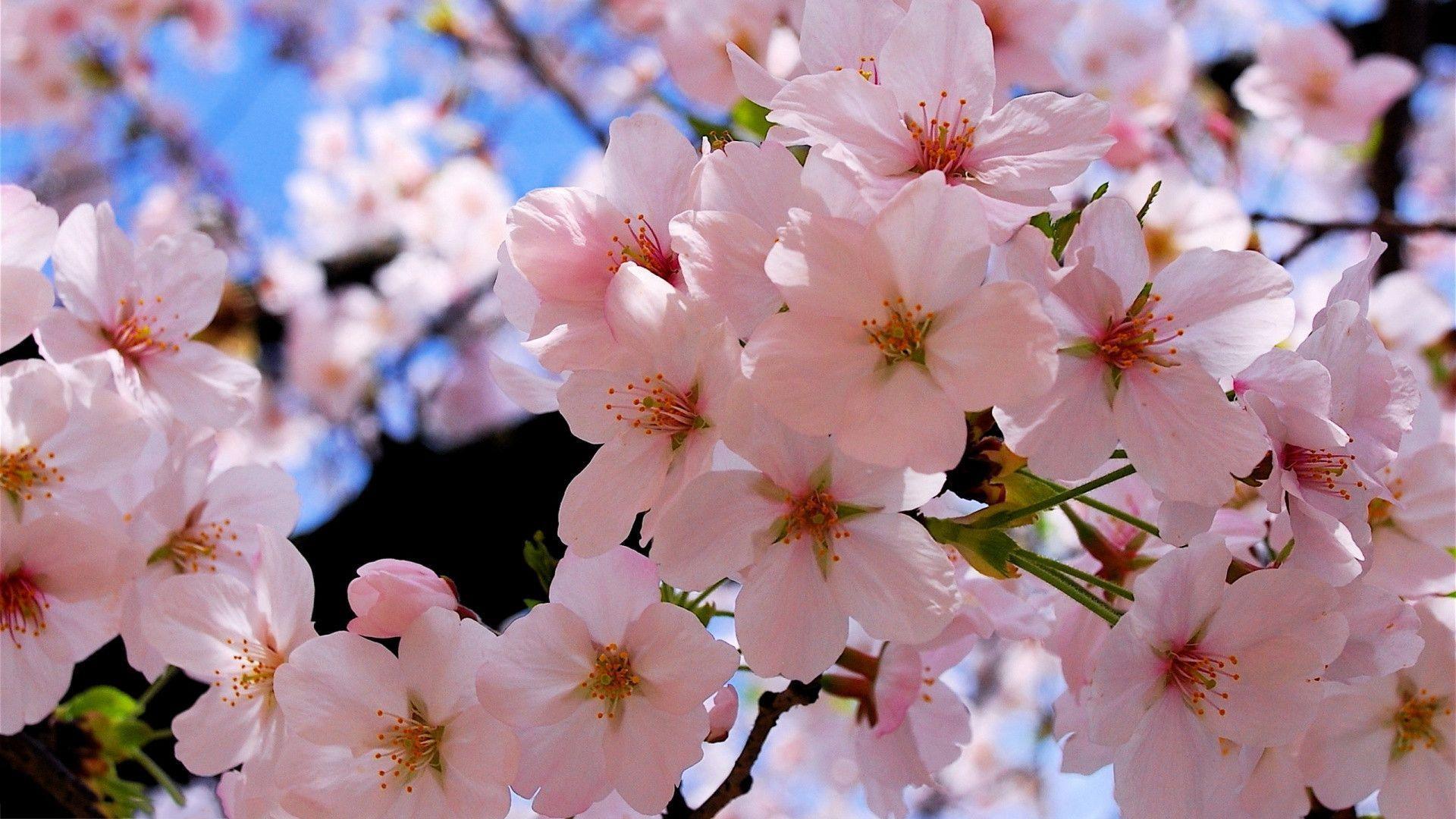 Spring blossoms Wallpaper
