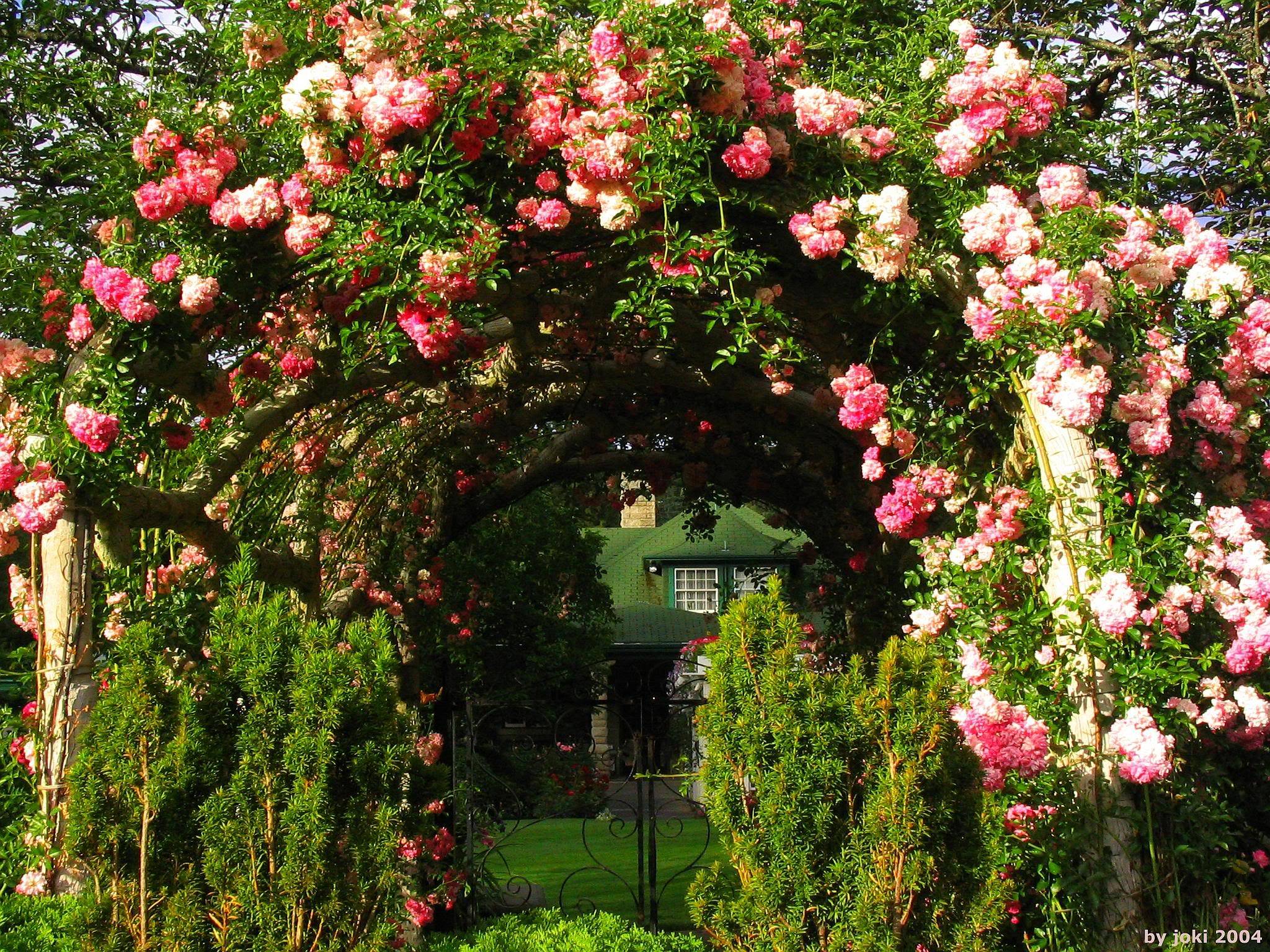 rose garden wallpaper