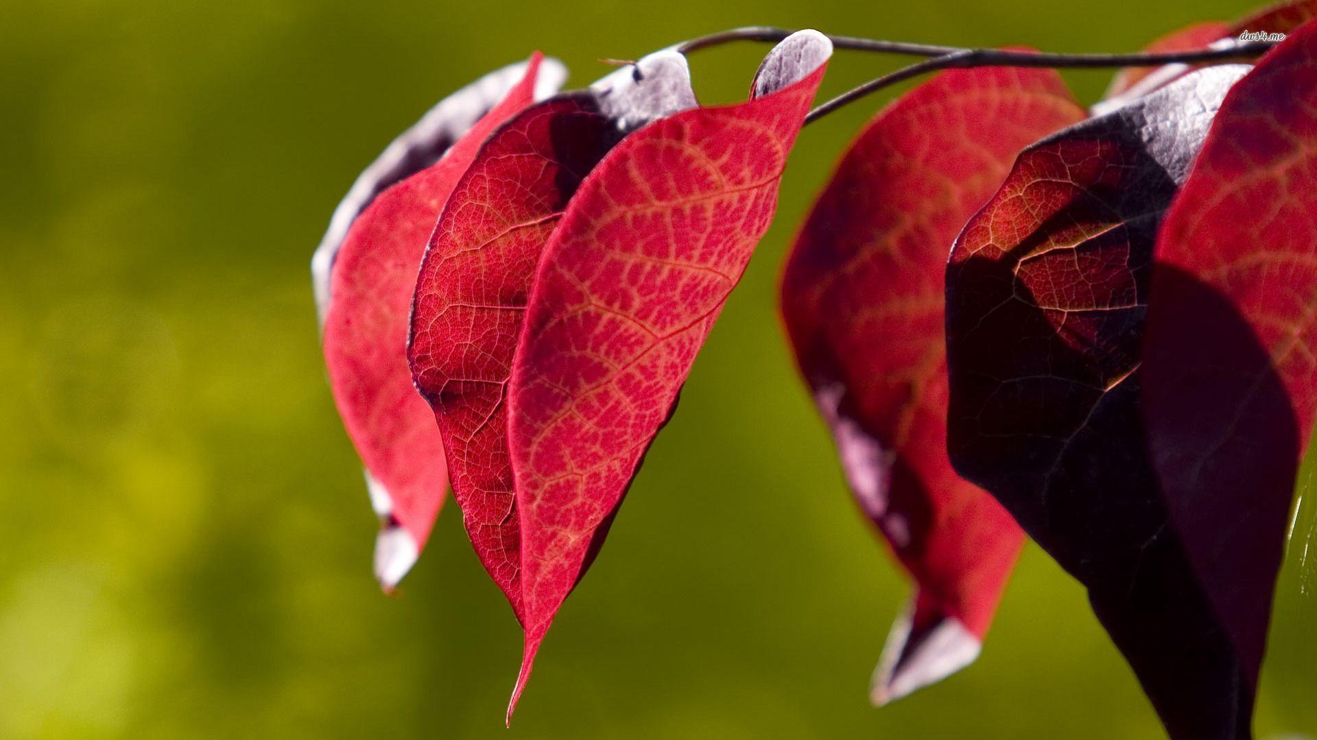 Hd Wallpaper Leaves Red Color 1920x1080PX HD Color Wallpaper