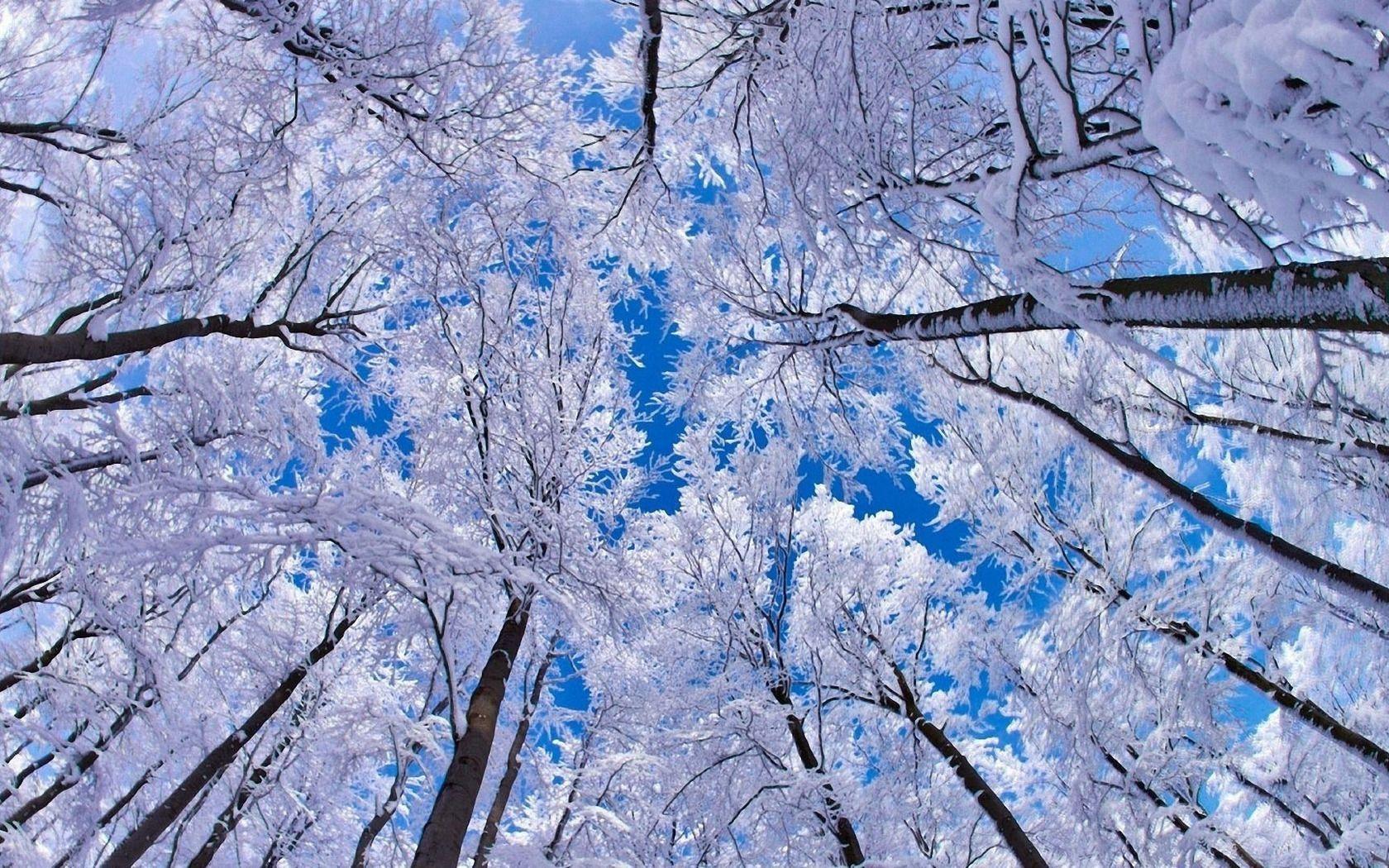 Snowy trees wallpaper #