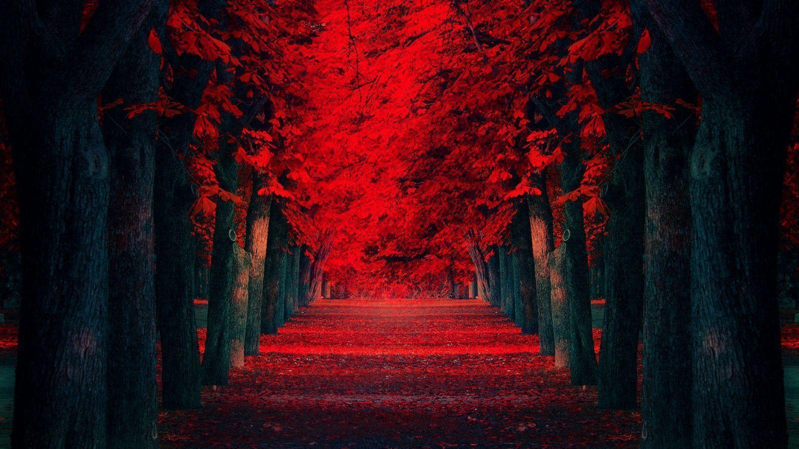 Red Leaves Covered Road Wallpaper, HQ Background. HD wallpaper