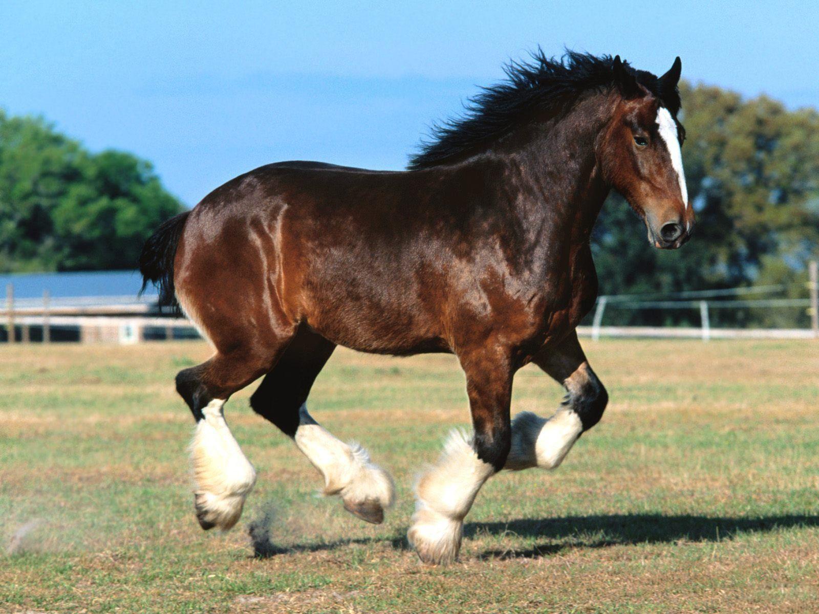 image For > Budweiser Clydesdale Horses Wallpaper