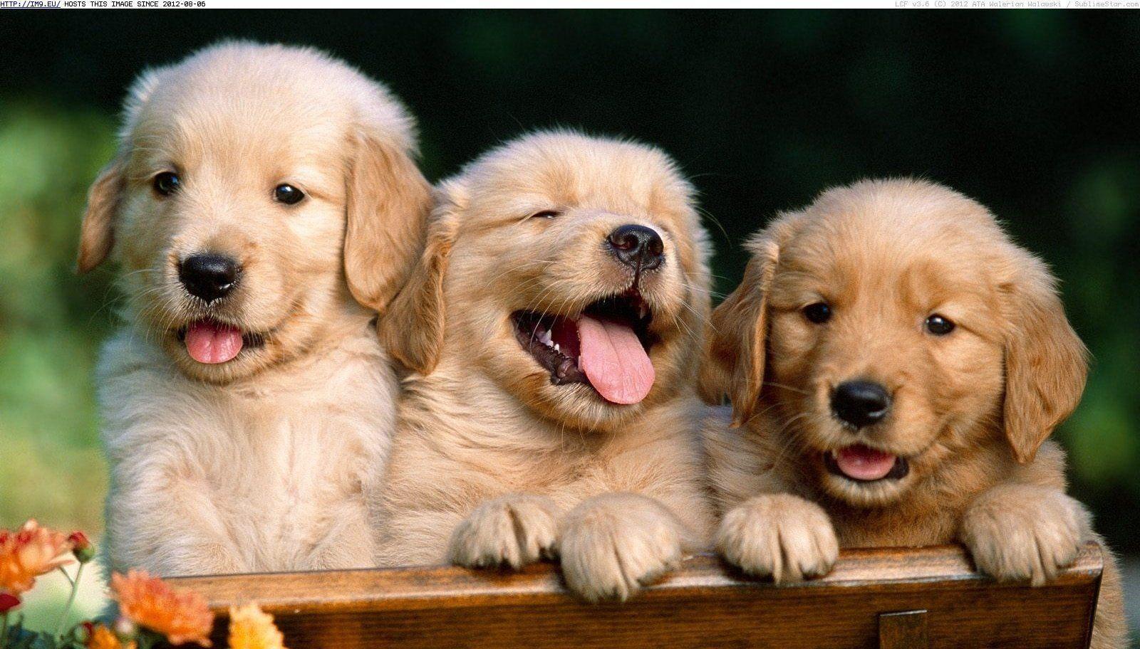 Golden Retriever Wallpaper