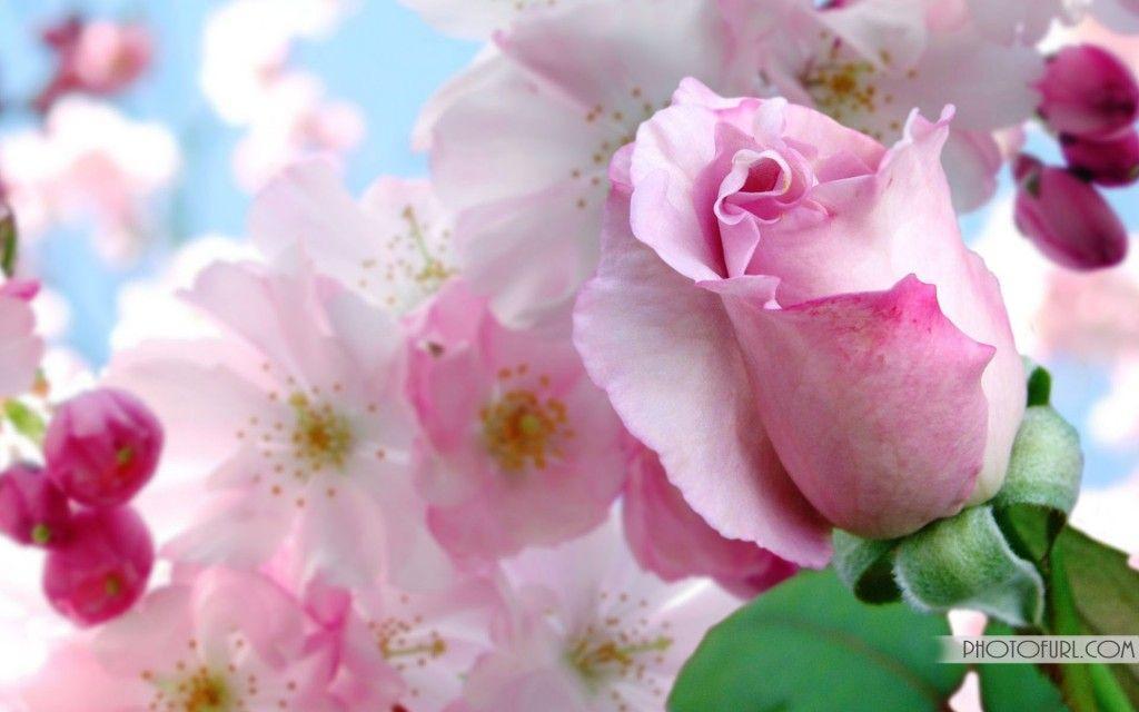 Flowers For > Beautiful Flower Wallpaper Free Download