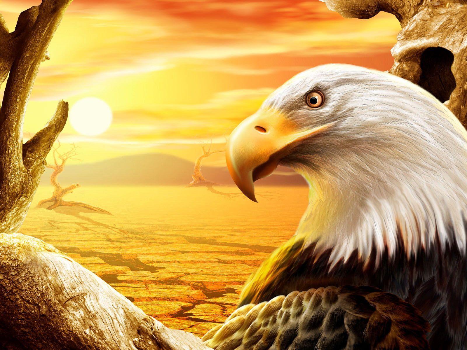 eagle best HD wallpaper