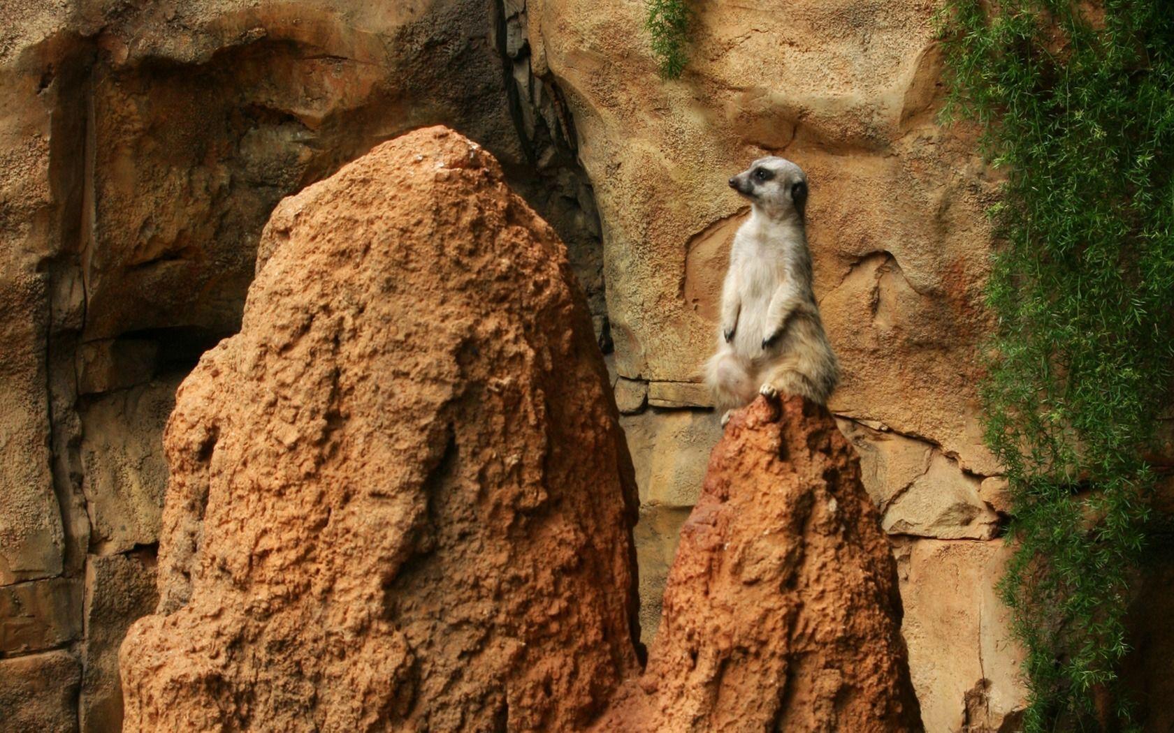 Meerkat Wallpaper Meerkats Animals
