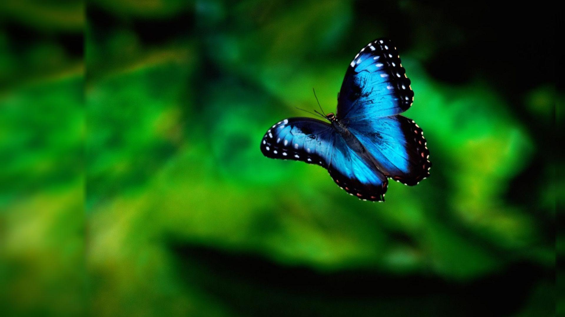 Butterfly Photography 21158 High Resolution. HD Wallpaper & Picture