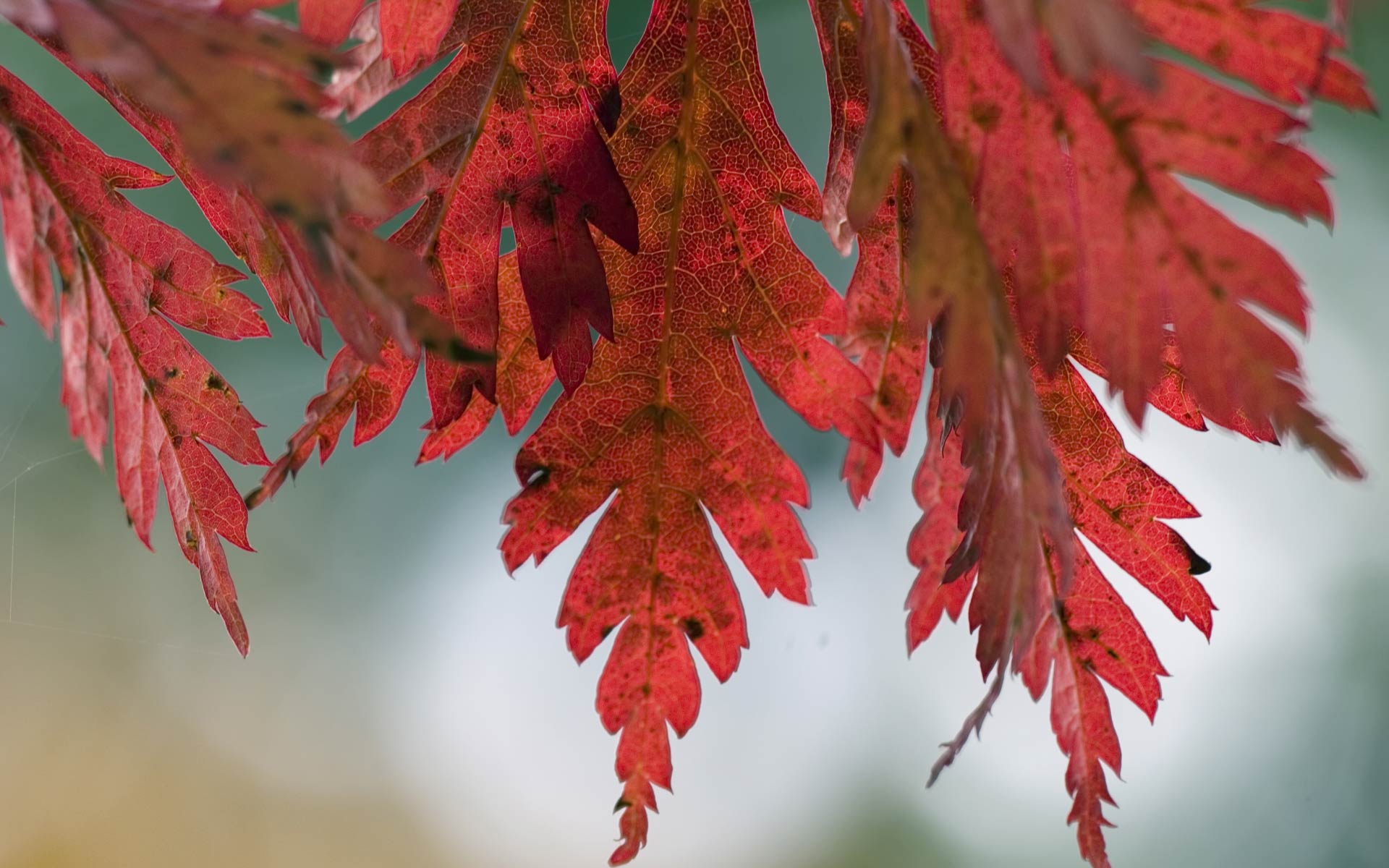 Red Wallpaper Widescreen