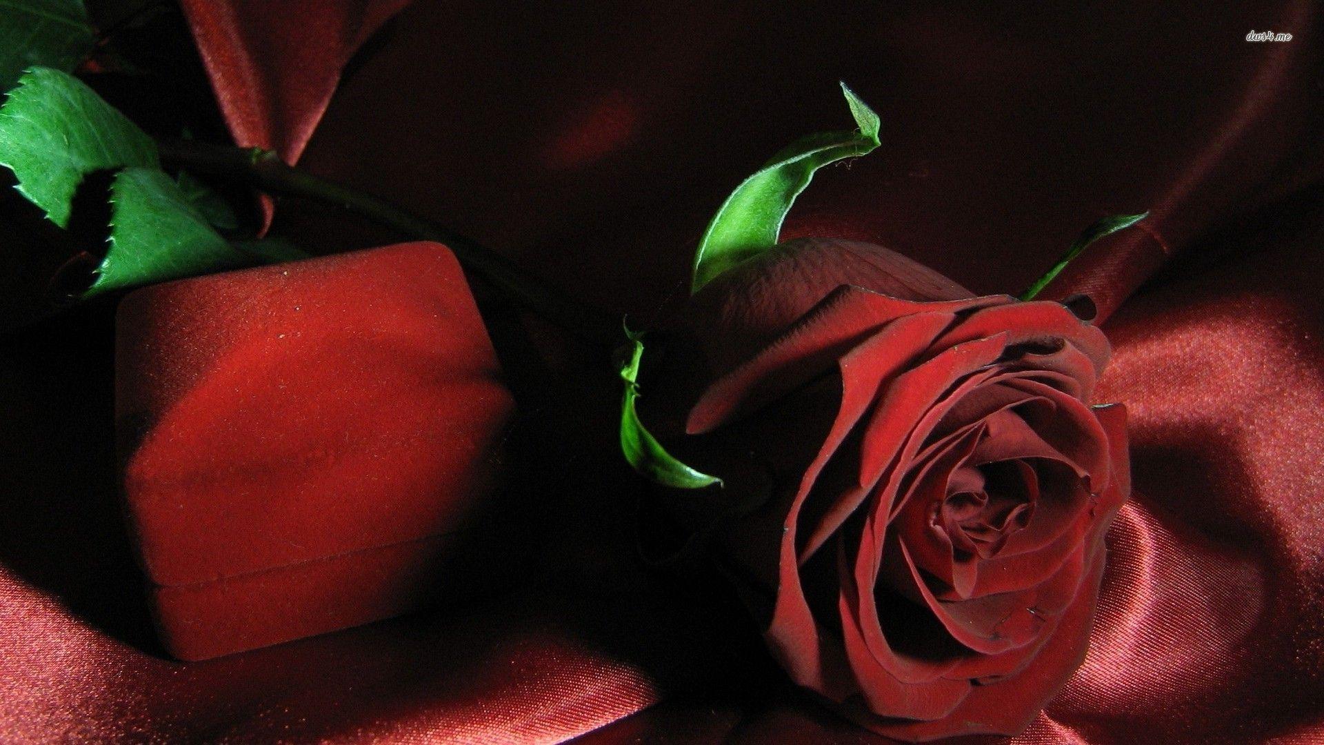 Red rose wallpaper wallpaper - #