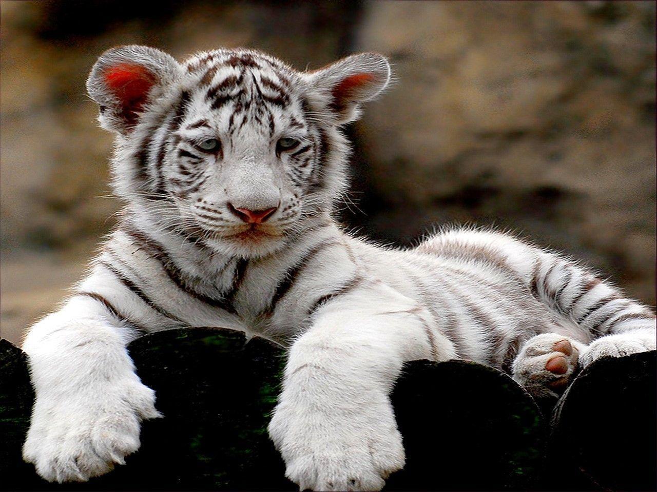 cute white tiger cub wallpapers