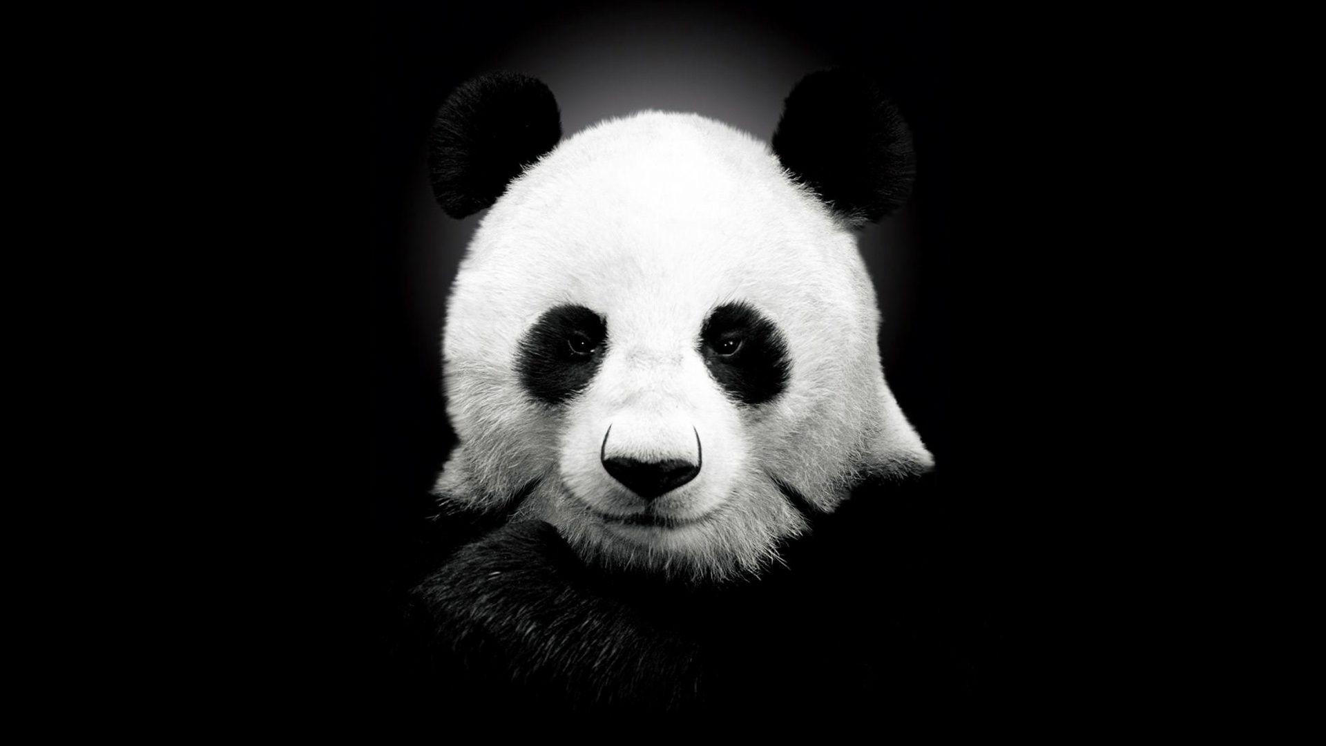 Panda Wallpaper. Large HD Wallpaper Database