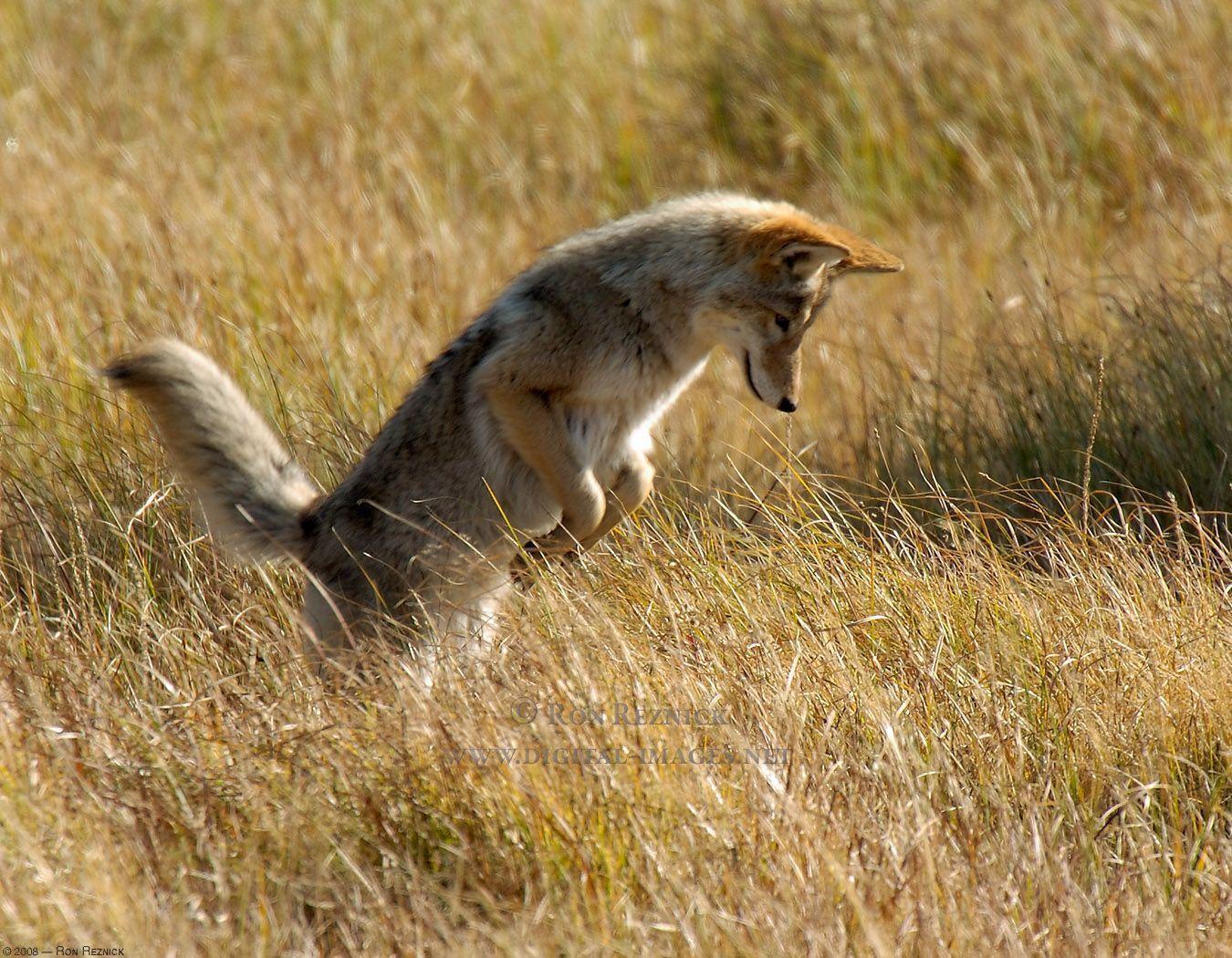 CoyotePounce_