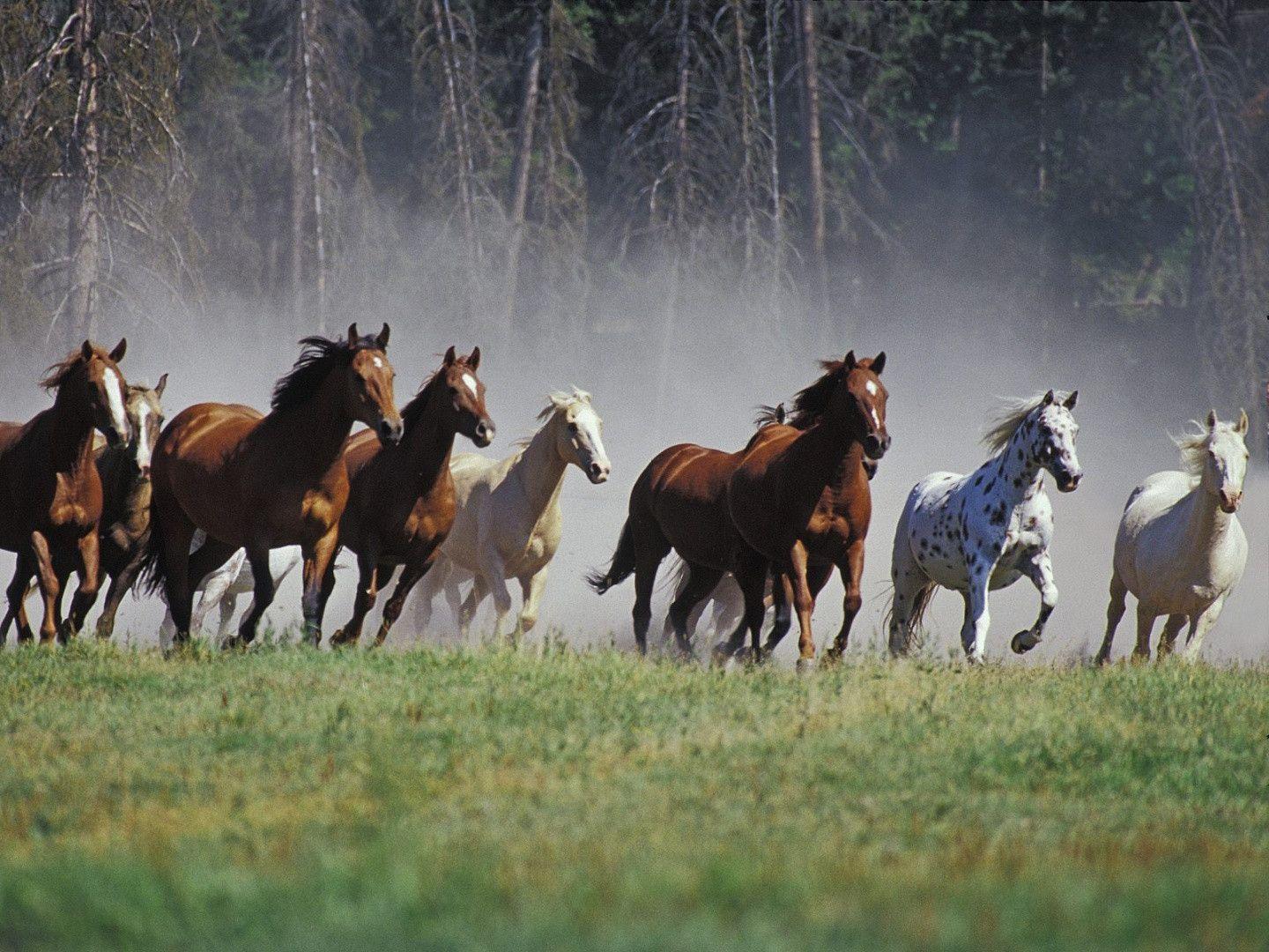 Screen Saver Horses
