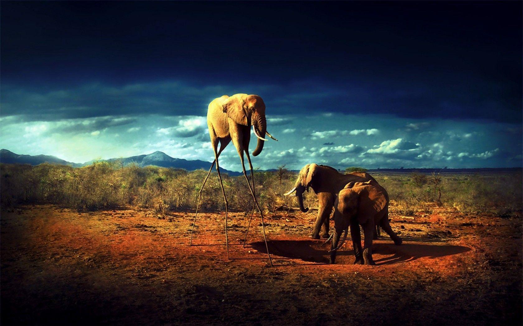 Creative Elephants widescreen wallpaper. Wide