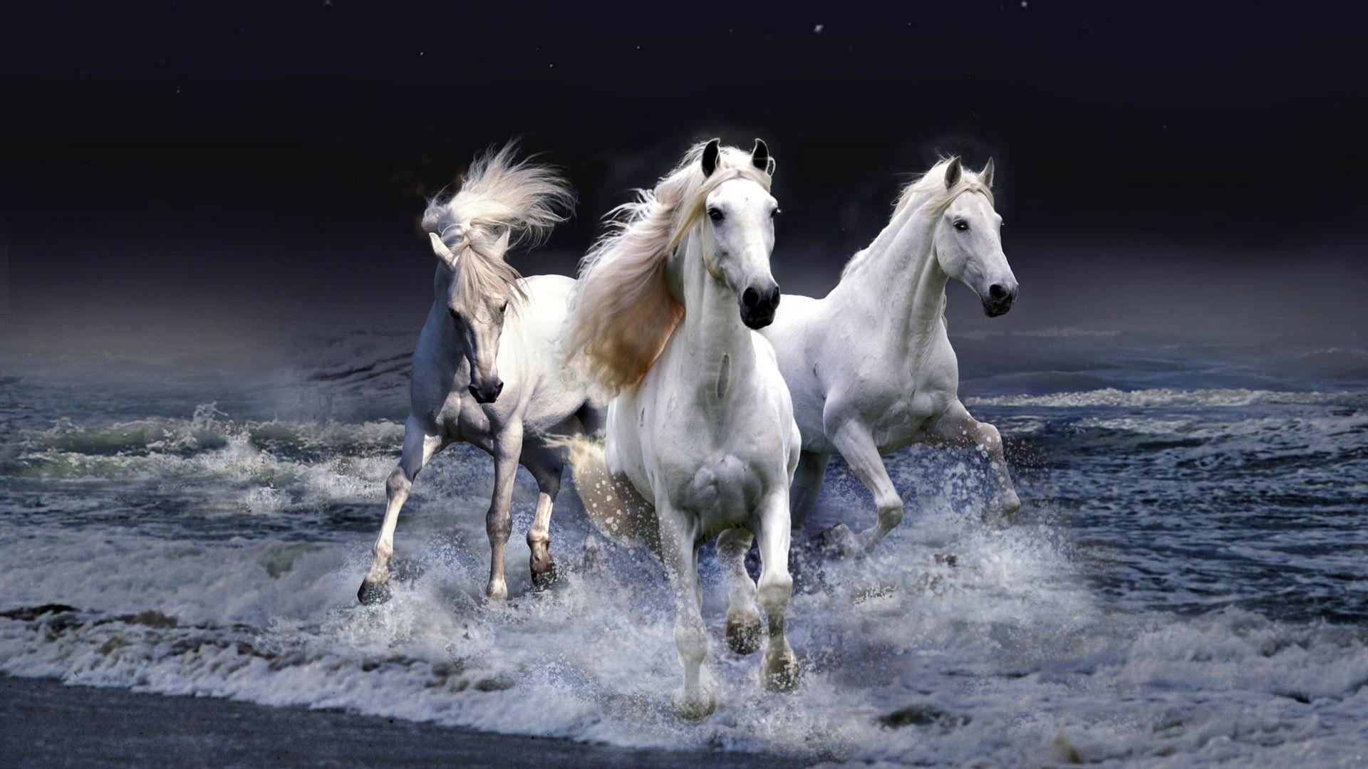 White Horses wallpaper Wallpaper HD