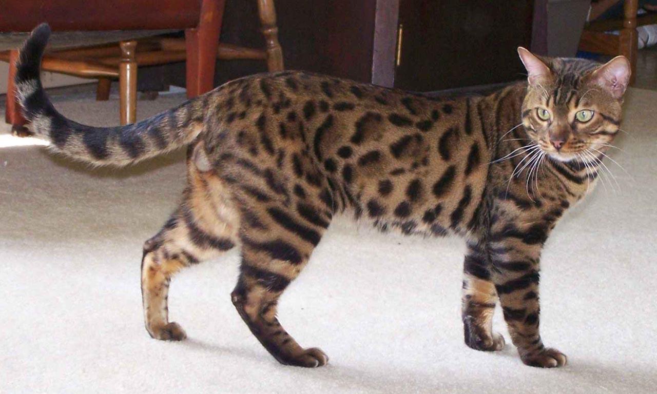 Bengal Cat Image For Wallpaper 27095 High Resolution. download
