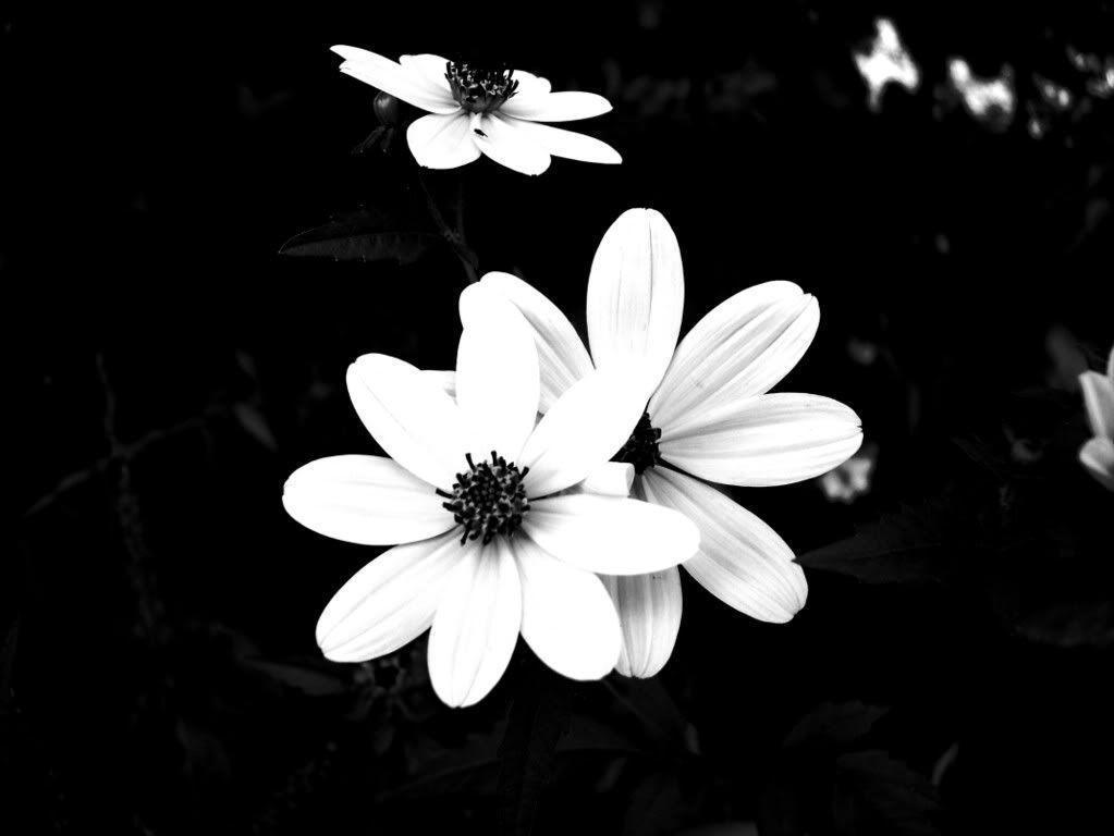 Black White Flower Background Photo