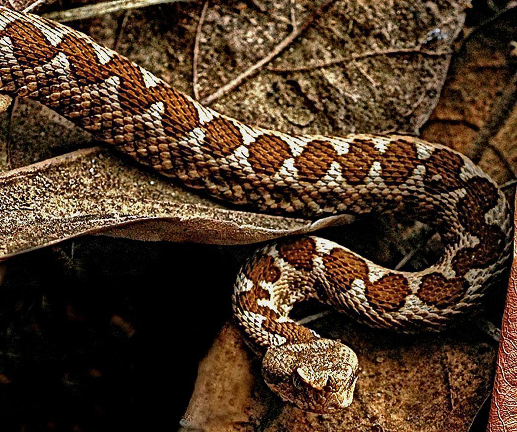 Free wallpaper Vipera amodytis horned viper snake