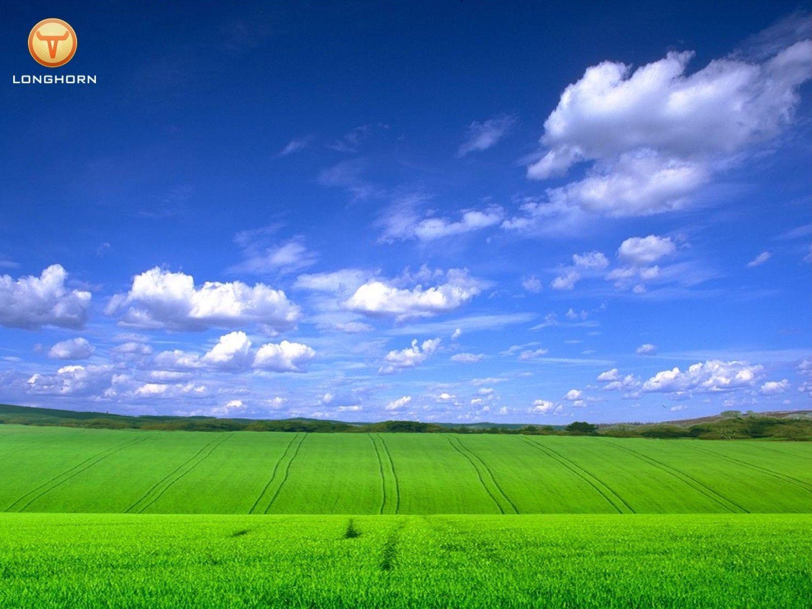 Longhorn Field Wallpaper