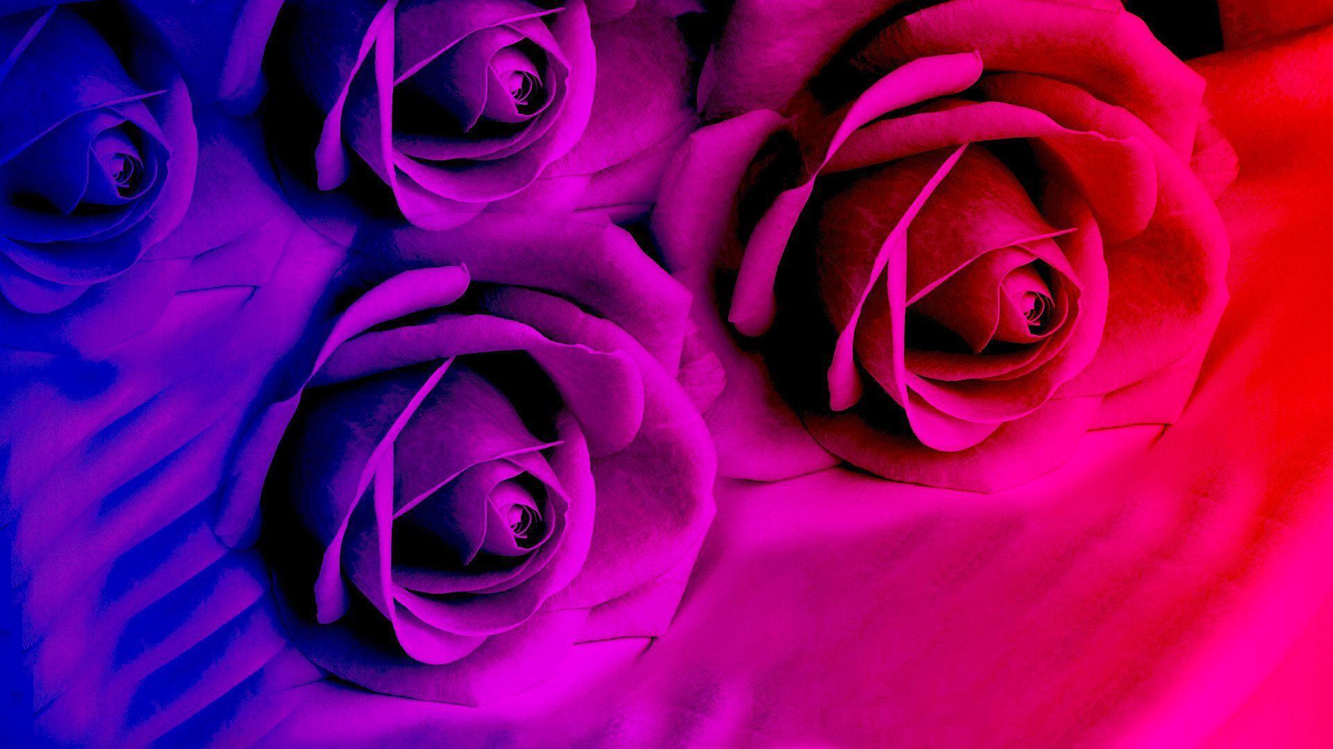 Bright Purple Wallpaper