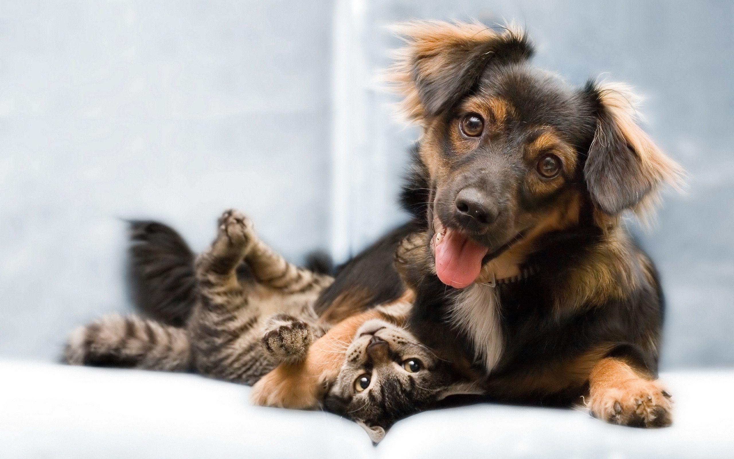Dogs And Cats Wallpaper