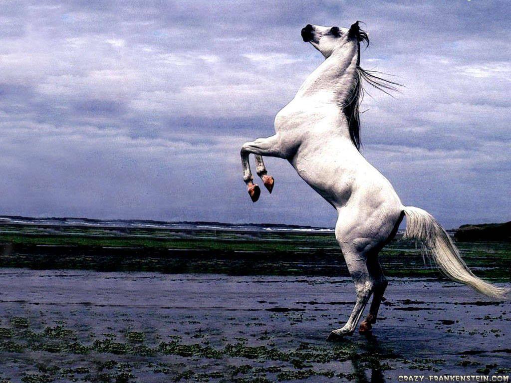 Horse Wallpaper White on Beach Standing. Horses, White, Horse
