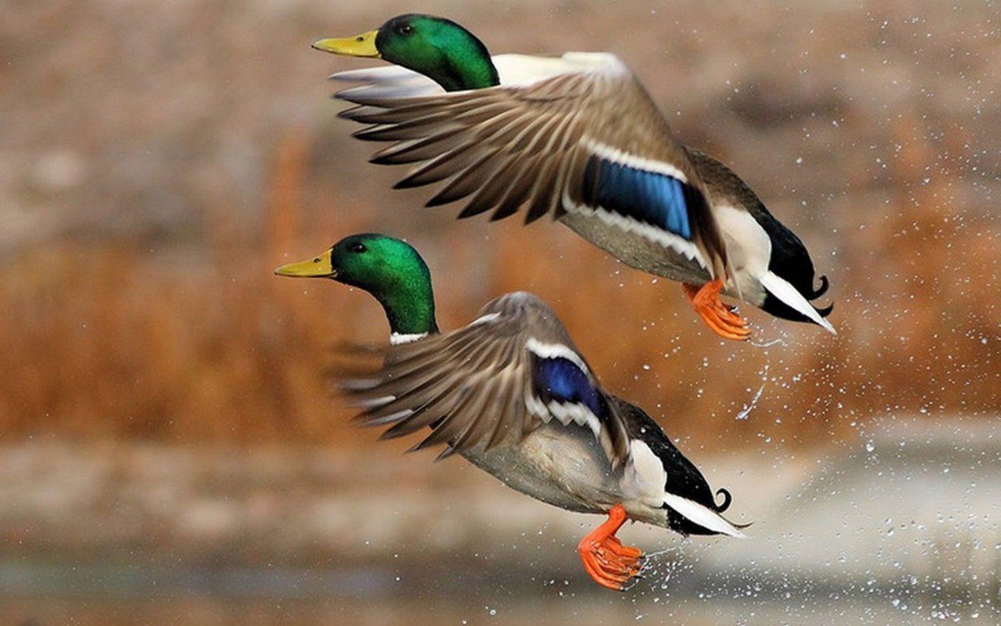 Duck Wallpaper