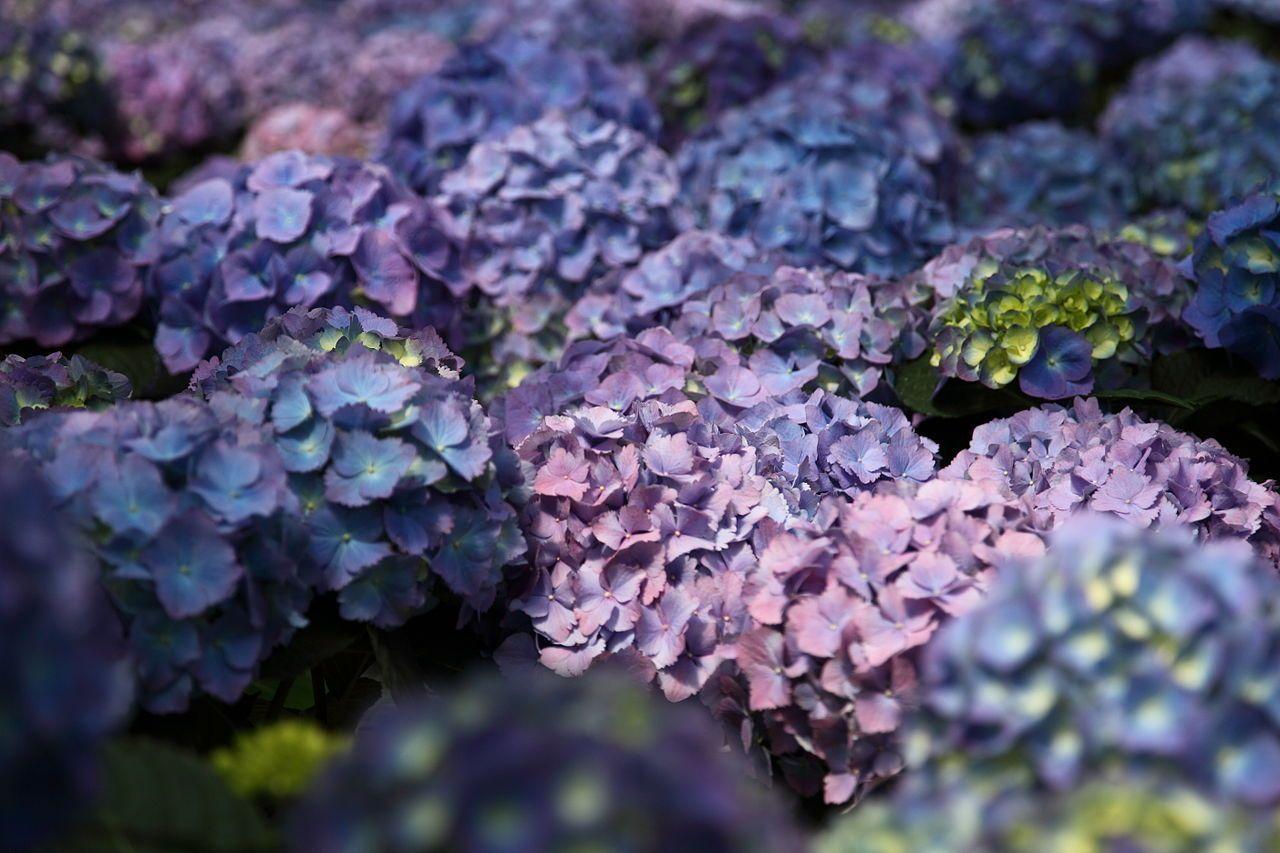 Purple Hydrangea Blue