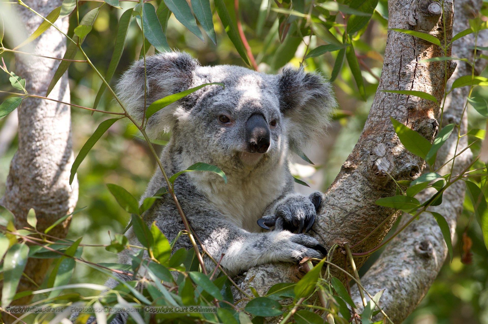 Download Koala Bear Marsupial Wallpaper  Wallpaperscom