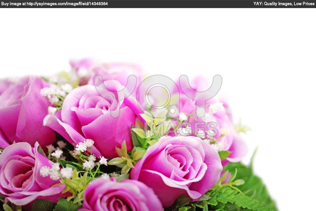 Purple Roses White Background HD Background 9 HD Wallpaper