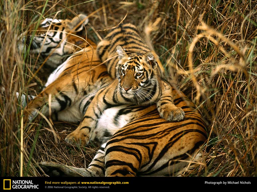 Bengal Tiger Picture, Bengal Tiger Desktop Wallpaper, Free