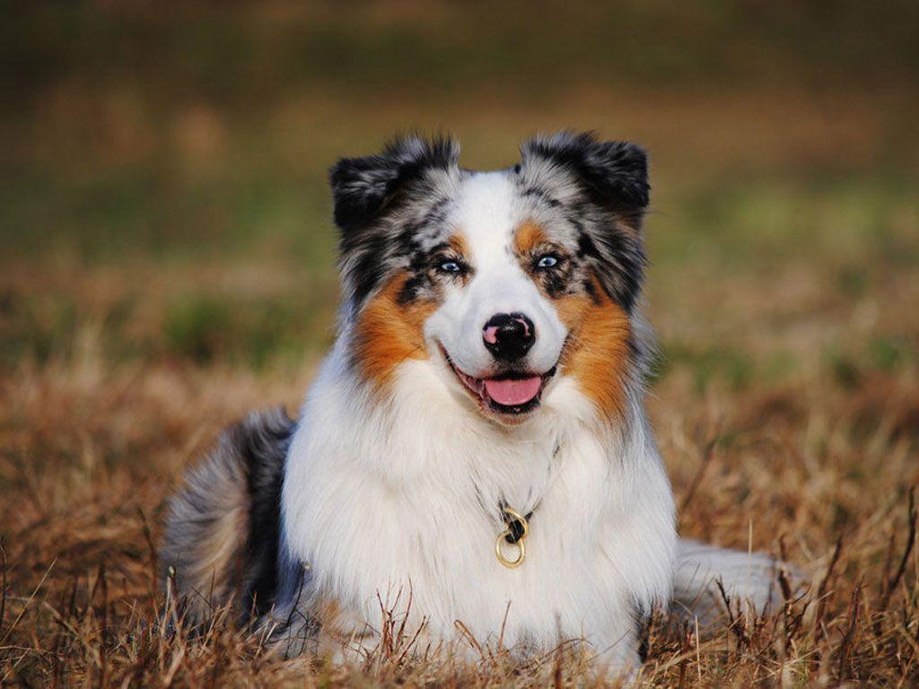 Australian Shepherd HD Wallpaper Wallpaper Inn