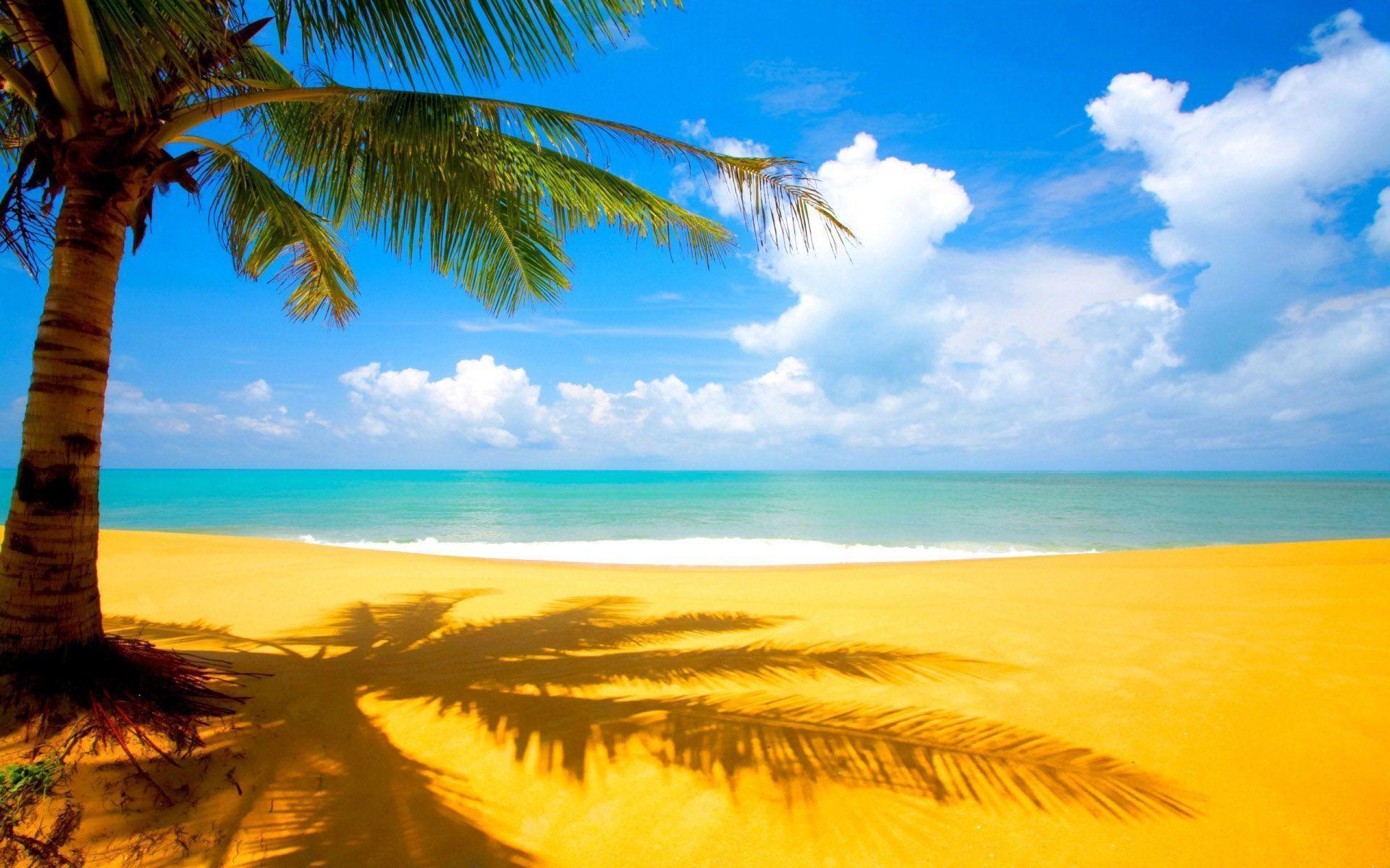 Beautiful Beach Background Palm Trees Free Desk HD