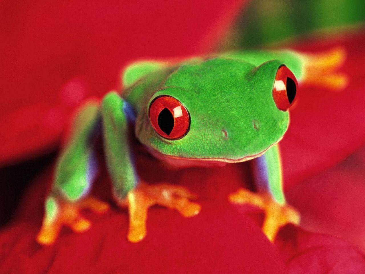Frog Wallpaper