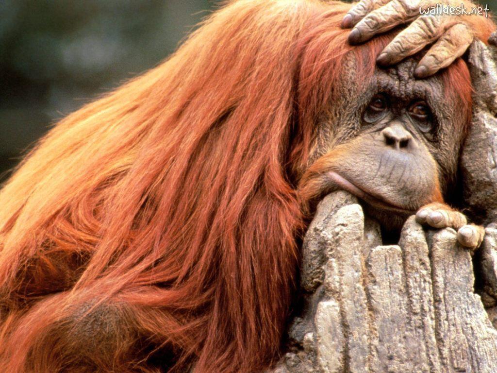 Ready for the Weekend, Orangutan image to Desktop Orangutangos