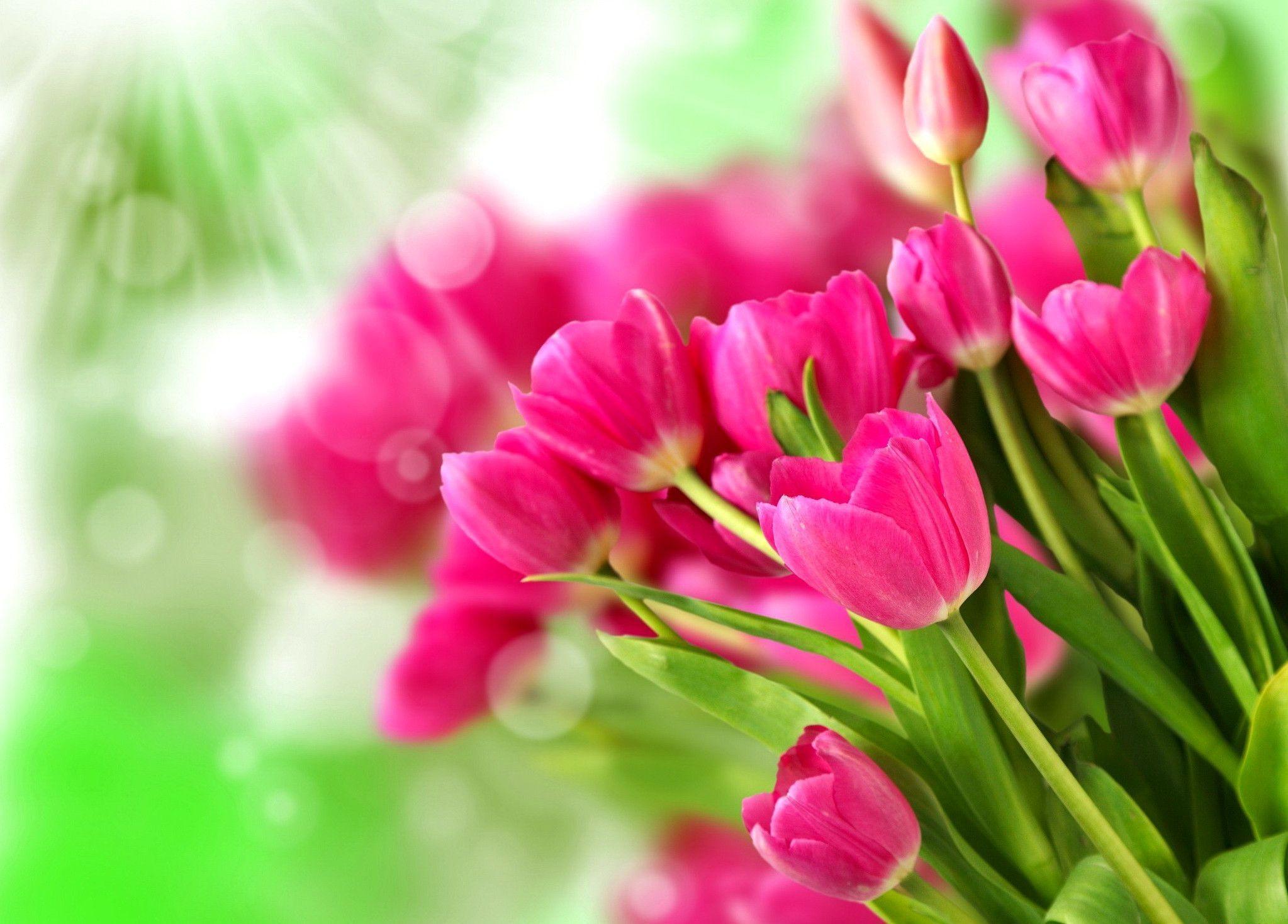 Wallpaper For > Beautiful Pink Tulip Wallpaper