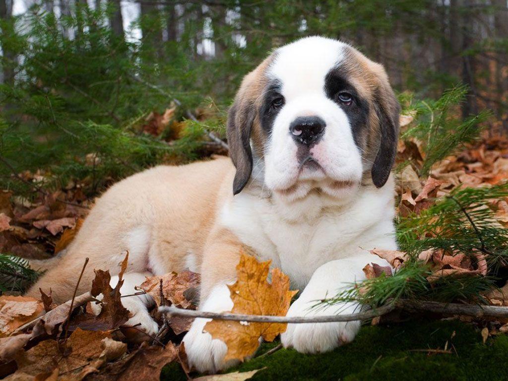 Puppy with Cute Eys Wallpaper 1024x768PX Wallpaper St Bernard