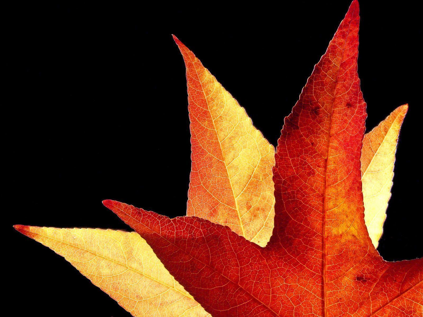 Desktop Wallpaper · Gallery · Windows 7 · Autumn Nature Background