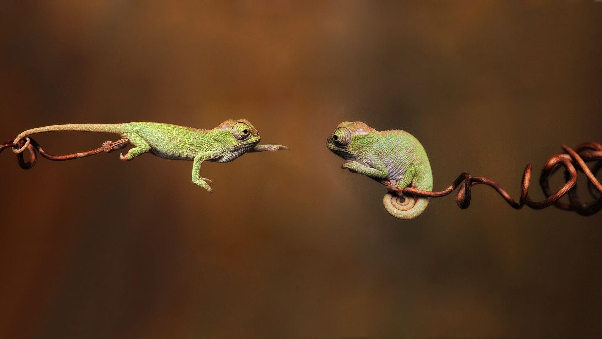 Two chameleon Wallpaperx1080 resolution wallpaper download