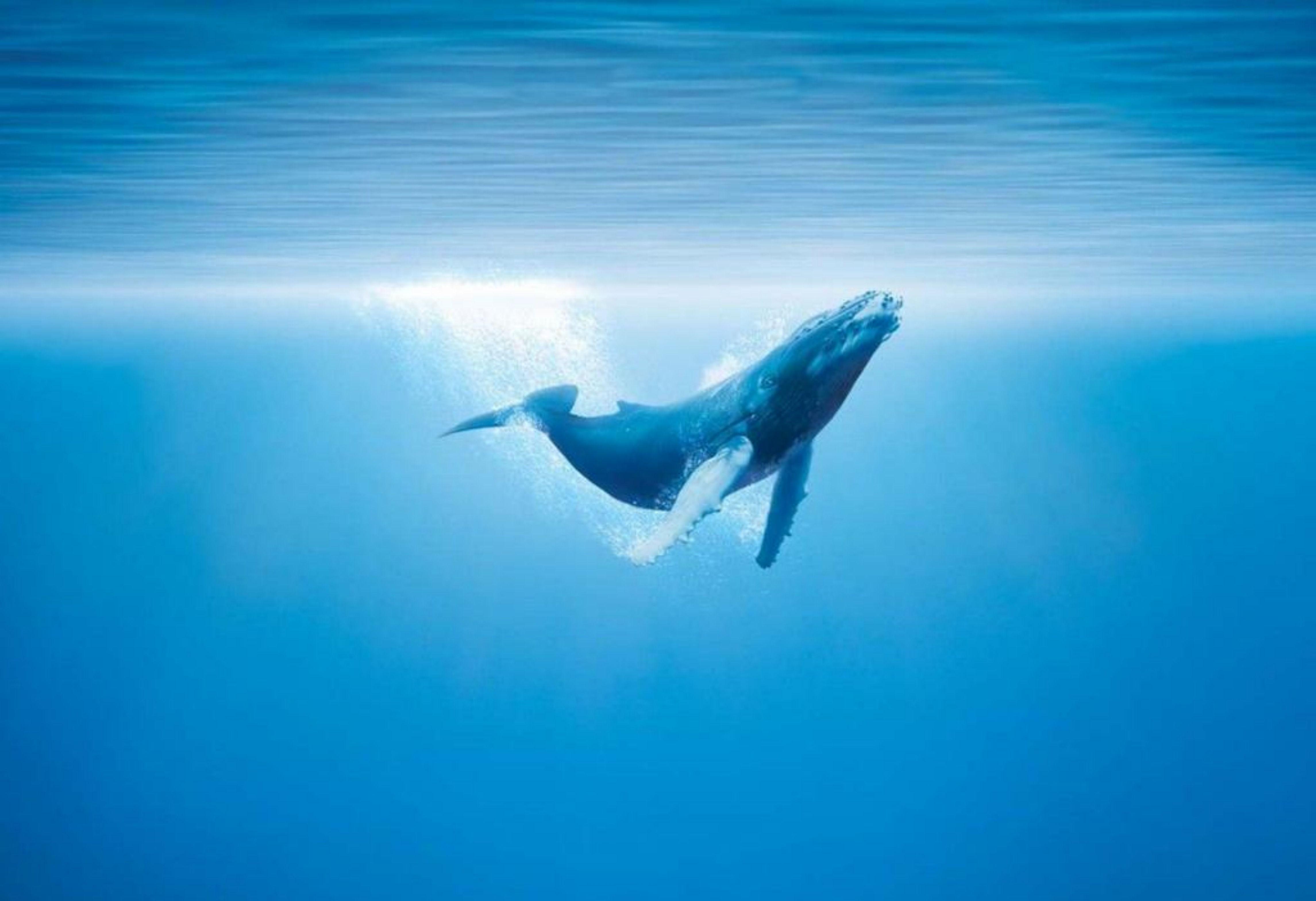 Whale Wallpaper Hd Whale Wallpaper Hd