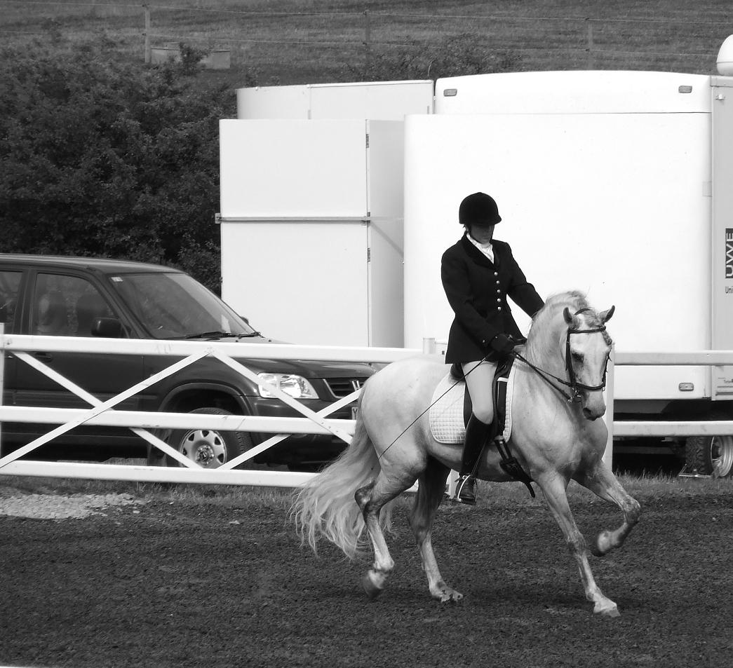 Andalusian By The Other1