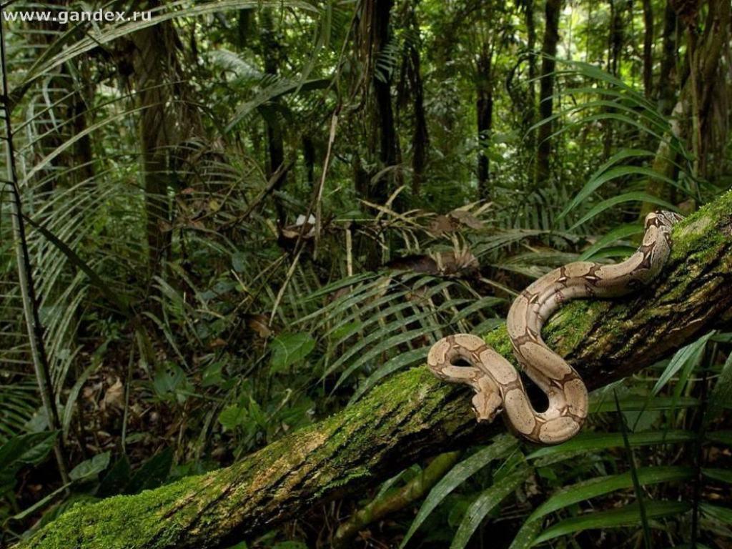 Animals For > Anaconda Rainforest