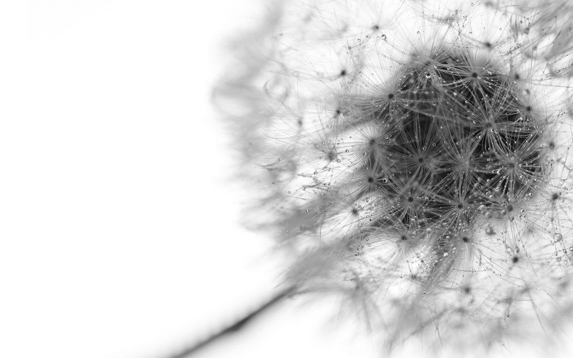 Dandelion Seeds – Black And White desktop wallpapers