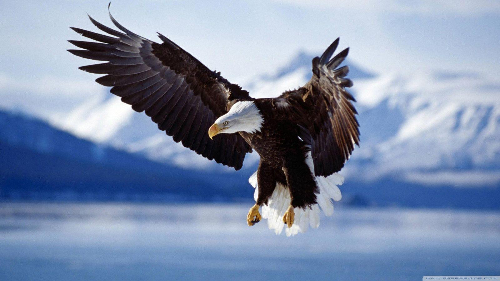 Eagle HD Desktop Wallpaper