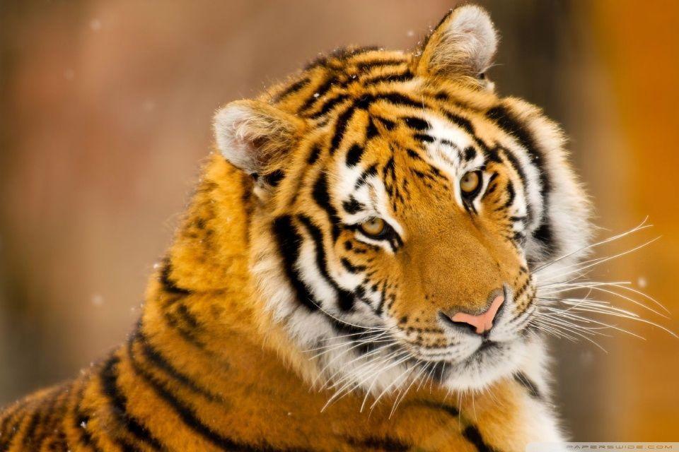 Animal Wallpaper HD 11 HD Desktop Wallpaper