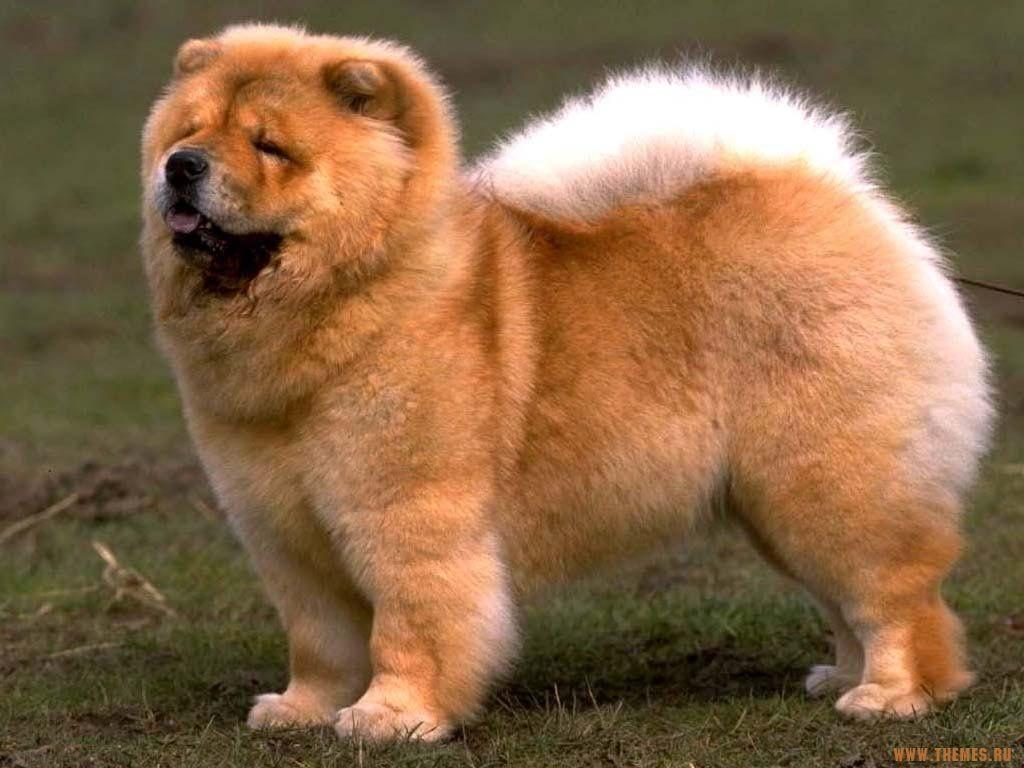 Chow Chow Dogs Full HD Image