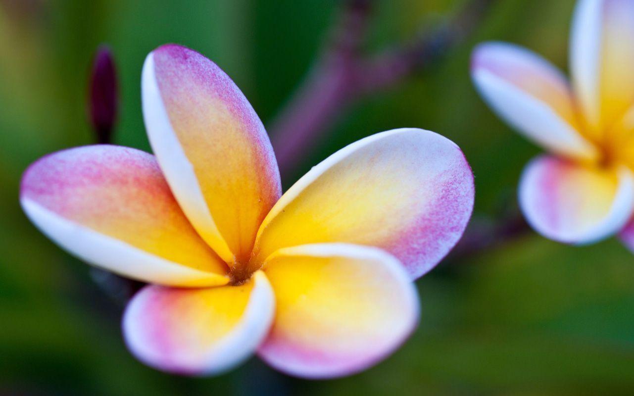 Plumeria Backgrounds - Wallpaper Cave