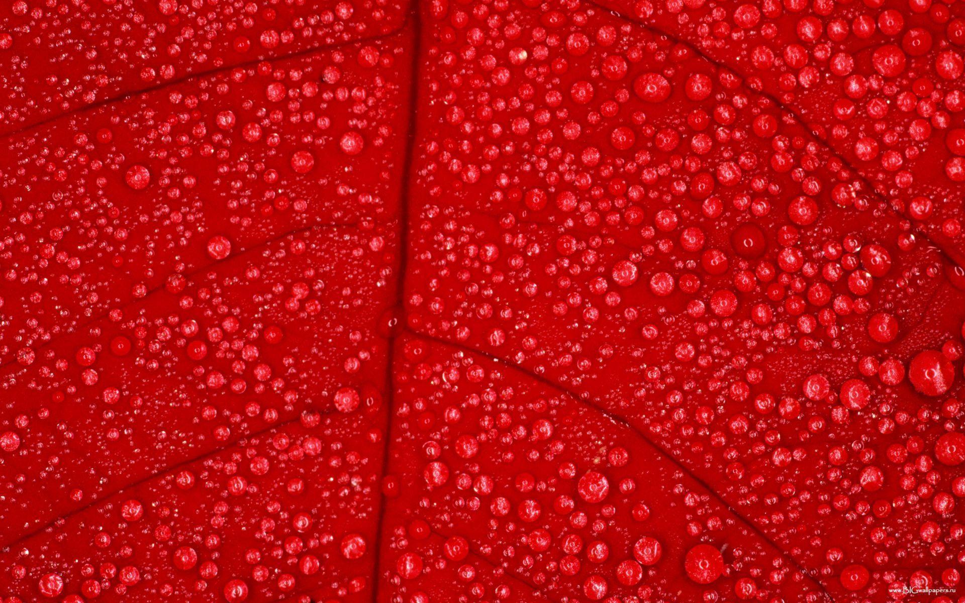 Abstract, Red Leaves Wallpaper HD Wallpaper 1200x1920px Red