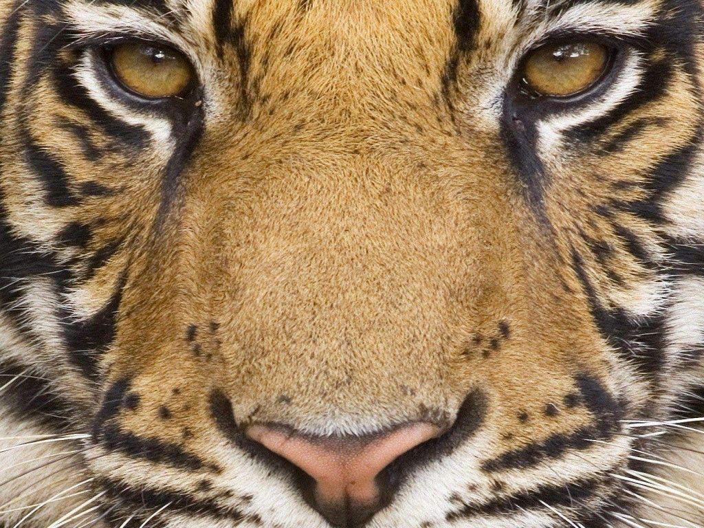 Mighty Tiger desktop PC and Mac wallpaper